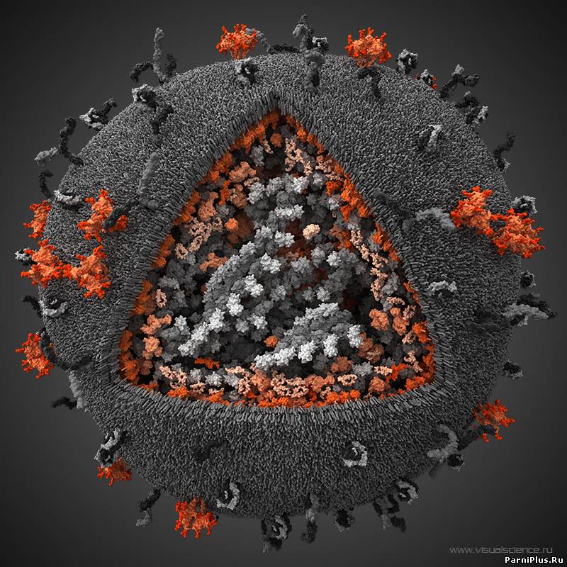 Создана самая точная трехмерная модель ВИЧ
